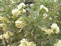 Anthyllis Barba-Jovis (fam Papilionacees) (rg mediterraneennes) (2) (Photo F. Mrugala)